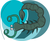 An illustration of a scorpion against a green background